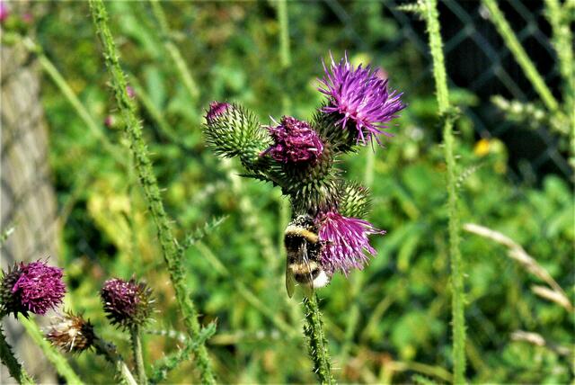 Gartenhummel