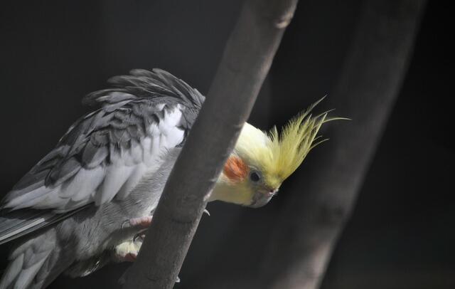 Immer interessant zum zuschauen bei den Nymphensittichen | Foto: Daniela Somers