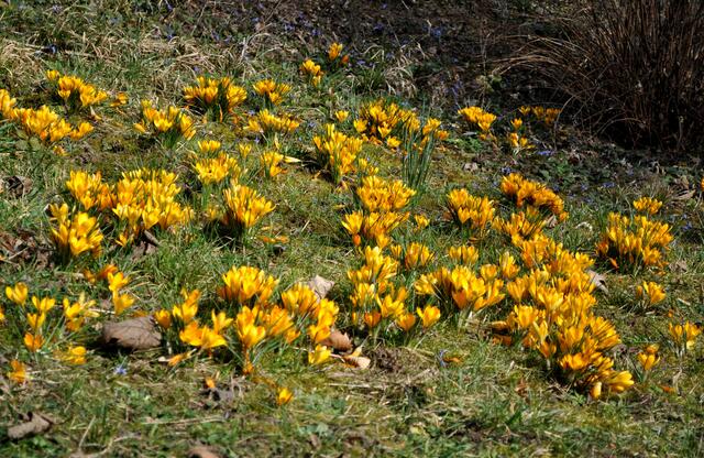 Die Wiese ist voll von Krokussen | Foto: Daniela Somers