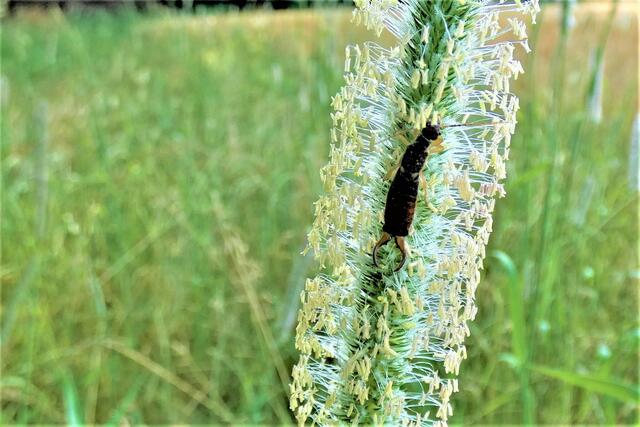 Dies Tier heißt Ohrwurm, weil sein Hinterteil einem Nadelöhr gleichen soll