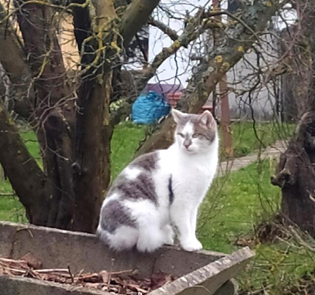 Nein, du da - bleib jetzt bloß nicht stehen und fotografier mich nicht!!! Ich will doch weiter träumen. Von dieser tollen Katzendame. Sie sieht nämlich so hübsch aus - ich glaube so ähnlich wie Samira 😊. Mit einem Fell aus Kupfergold und Vanillecreme. 