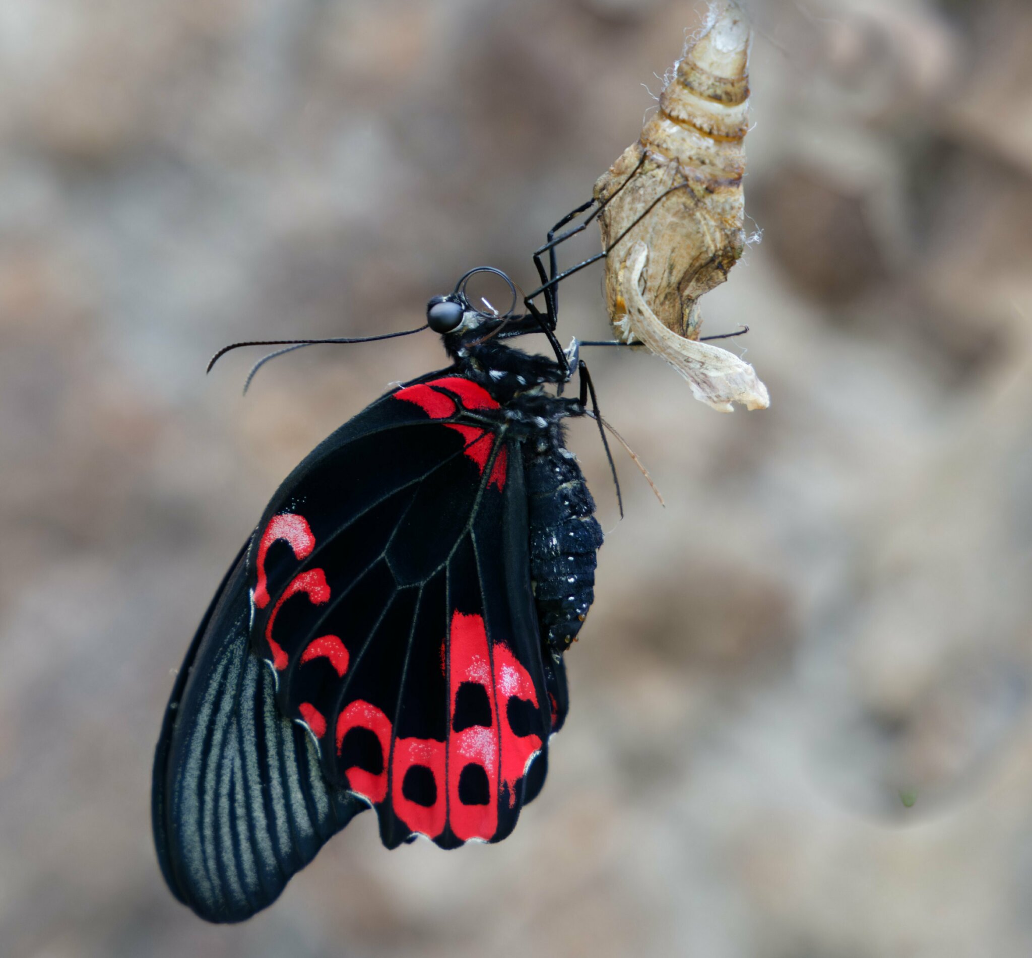 Tierisch gut Kleine Tiere ganz groß Heilbronn