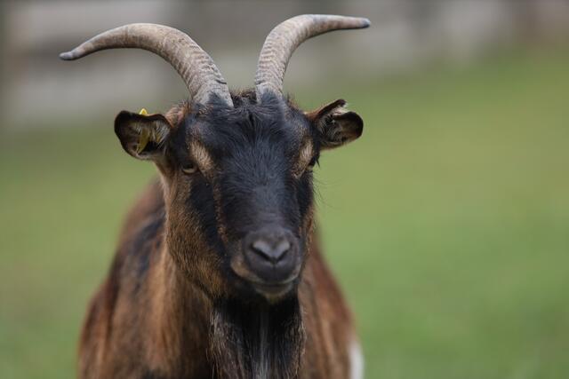 Ziege, fotografiert auf der Jugendfarm Neckarsulm