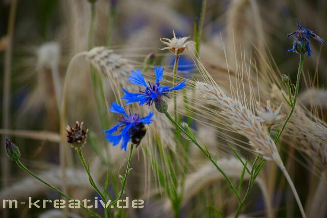 Hummel im Getreidefeld
