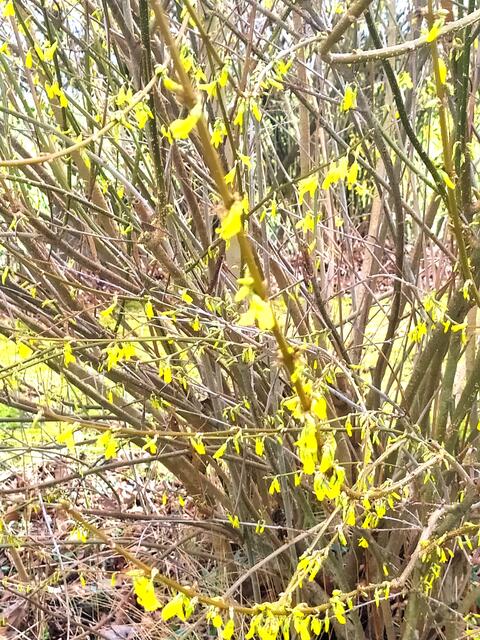 Die Forsythien sind schon am Erblühen. 