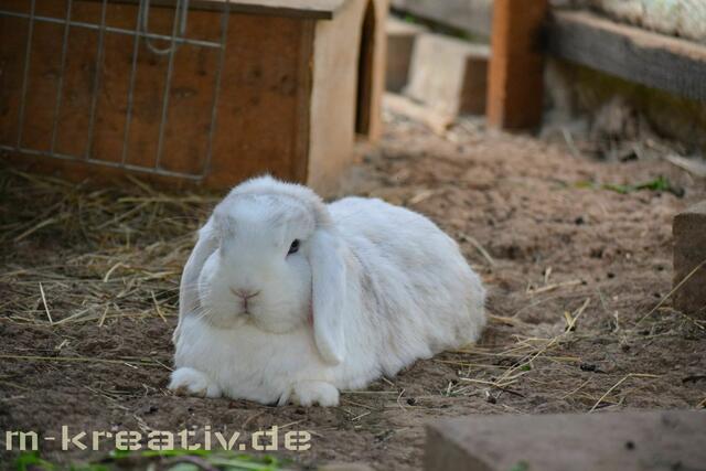 Luna beim Chillen