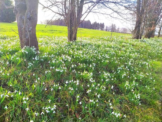 Ein Teppich aus Schneeglöckchen liegt den Bäumen zu Füßen. 