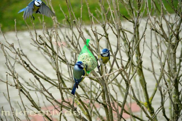 Blaumeisen im Winter