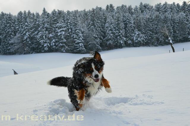 Charly beim Toben im Schnee :) 
RIP Charly &lt;3