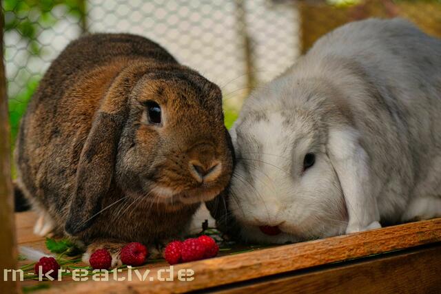 Tinka und Luna beim Himbeer naschen