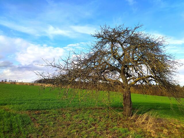 Mein Freund, ein uralter Apfelbaum. 