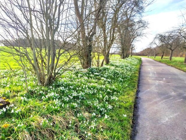 Das kleine Sträßchen ist so hübsch von den Schneeglöckchen gesäumt. 