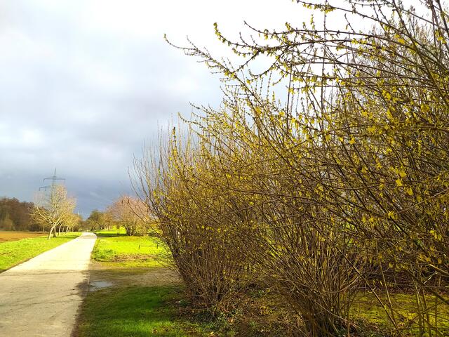 Der Himmel ist ziemlich dunkel. Davor leuchten die Forsythien ganz hell und gelb. 