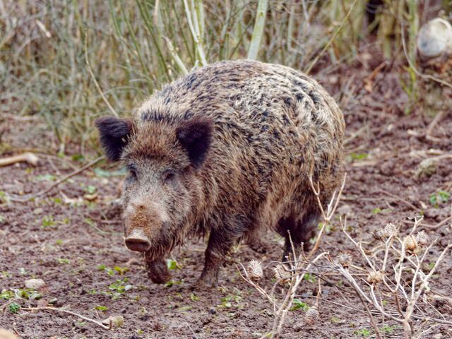 Mama Wildschwein