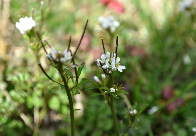 Blüte des behaarten Schaumkrauts. Essbar. | Foto: Daniela Somers