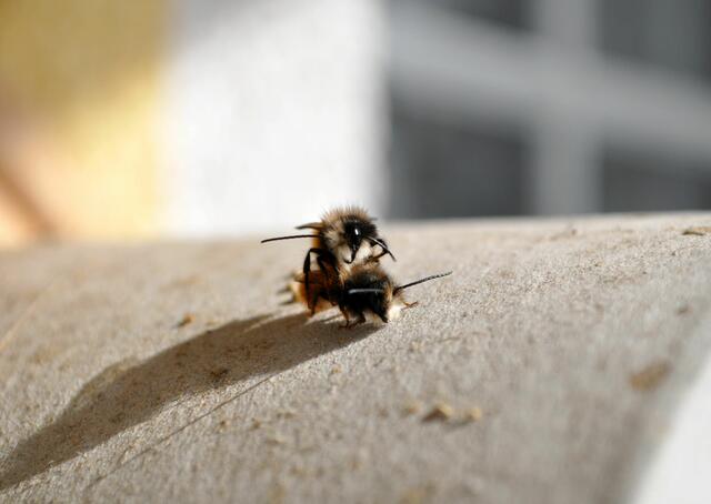 Kampf oder Spaß? | Foto: Daniela Somers