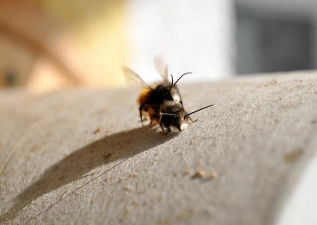 Schwer zu sagen ob da wirklich ein Weibchen dabei ist, oder ob es ein Männerkampf ist. Denn eigentlich schlüpfen die Weibchen doch viel später. | Foto: Daniela Somers
