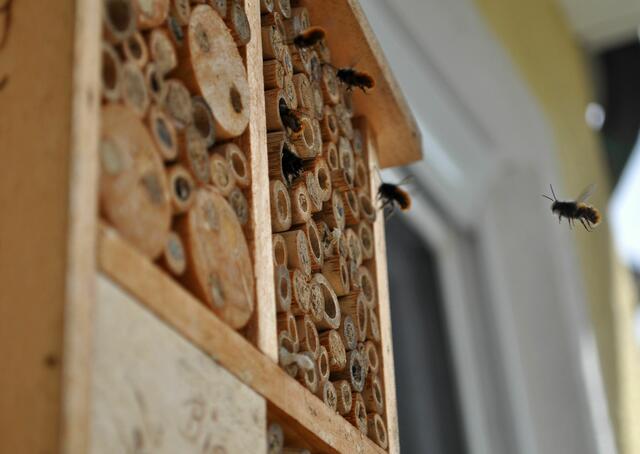 Warm genug um herum zu schwirren. | Foto: Daniela Somers