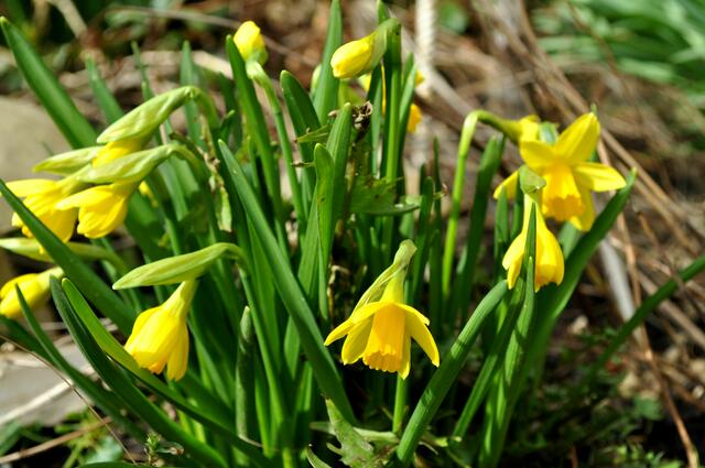 Die kleinen Narzissen "Tete ´a Tete" sind nun auch aufgeblüht. | Foto: Daniela Somers