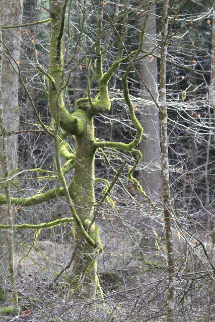 was für ein cooler Baum