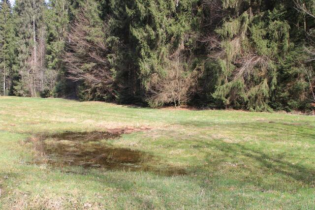 nass die Wiese