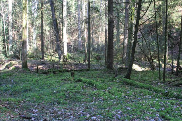 der Waldboden ist der Hammer