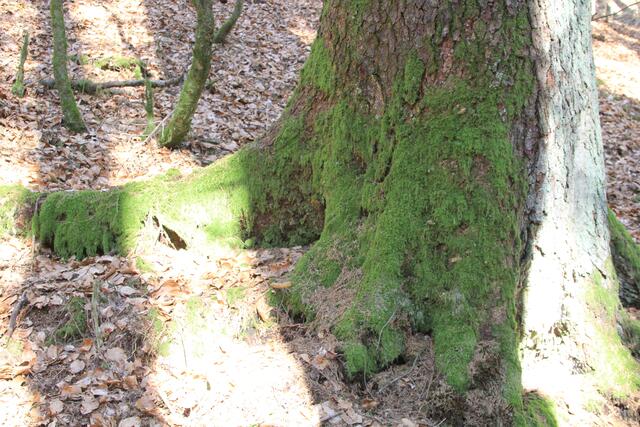 herrliches Licht