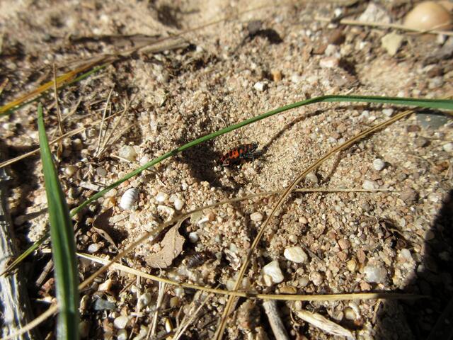 Diese Wanze wird es vermutlich nicht mehr aus dem Trichter heraus schaffen und ausgesaugt werden. 