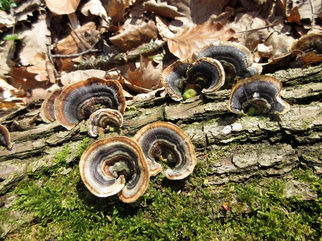 Schmetterlingstramete oder Bunter Porling, auch bunte Tramete genannt.