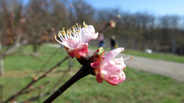 Alle rätselten, was hier an der Obstplantage schon so früh blüht. Man war sich sicher, Kirschen sind es nicht.... dann rief eine "Bananen".