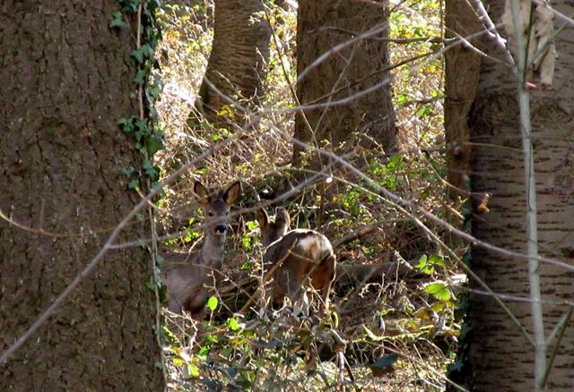Doch die Rehe widmeten sich schnell wieder dem frischen Grün, von dieser Gruppe ging wirklich keine Gefahr aus.