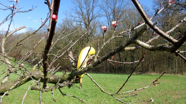 Und tatsächlich, an dem blühenden Baum reifte eine Banane. Immer zu Scherzen aufgelegt, die Frauschaft. Es handelt sich tatsächlich um Aprikosen. 
