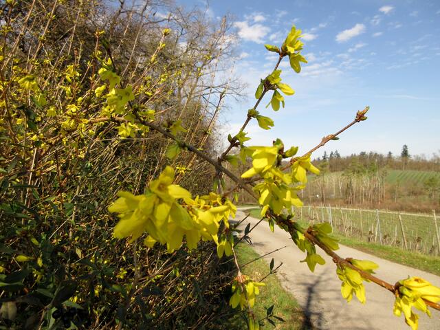 SWR-Wetterexperte Andreas Machalica hat erklärt, dass der Frühling beginnt, wenn die Forsythien blühen. Also 2023 am 18. März ;-)