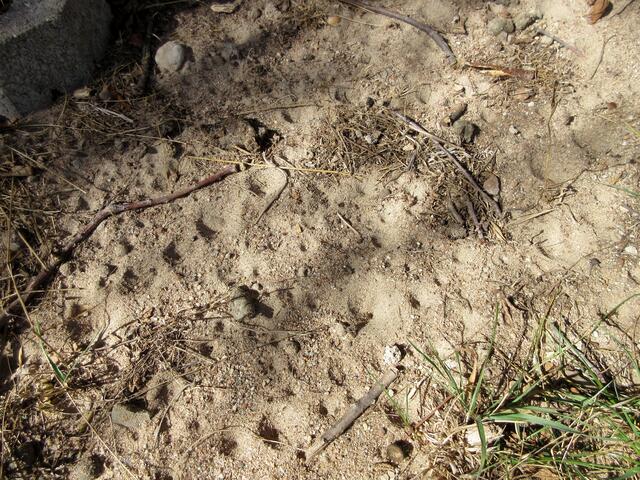 Oberhalb von Waldbach kann man die Trichter des Ameisenlöwen finden, ein Hinweisschild zeigt die Stelle gut an.