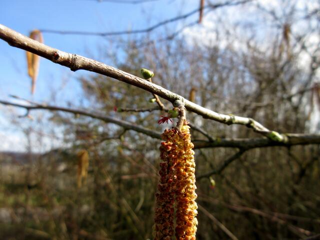 Gleich daneben männliche und weibliche Blüten der Hasel