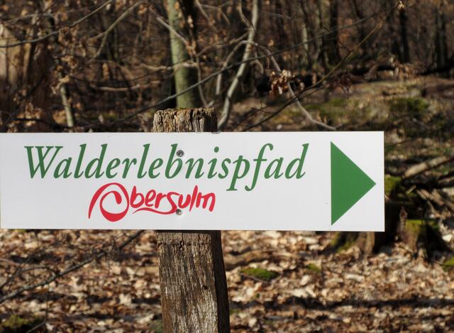 Der Walderlebnispfad führt durch den Steinbruch. 