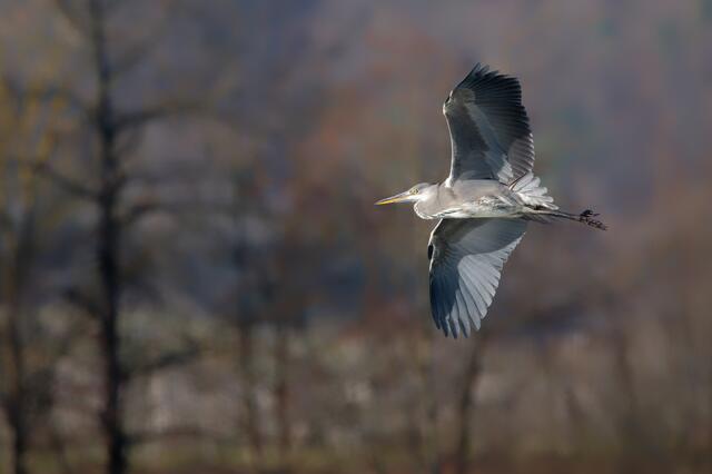Ein Reiher auf Beutezug ? | Foto: Michael Harmsen