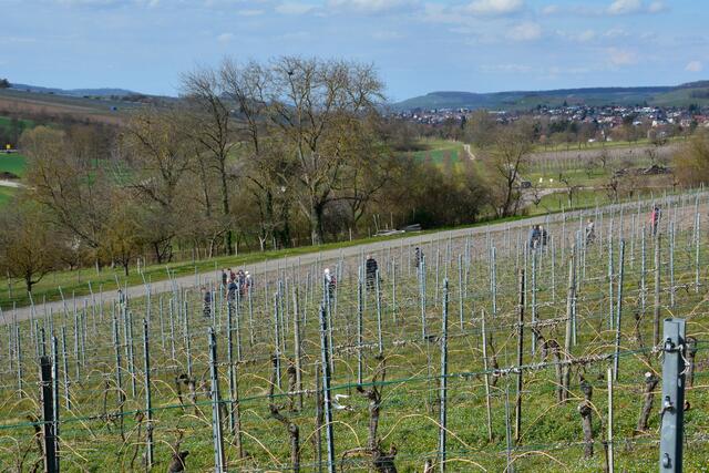 schon gerichtet die Weinberge für die nächsten guten Tropfen | Foto: Michael Harmsen