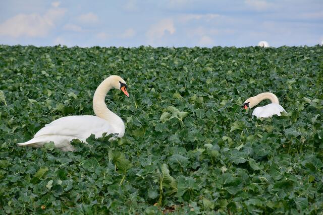 Ja die wollten halt mal Grünfutter, die Schwäne vom Breitenauer SEE | Foto: Michael Harmsen