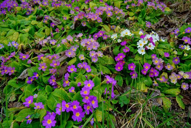 Primel in bunten Frühlingsfarben | Foto: Michael Harmsen