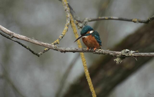 Foto: Daniela Somers