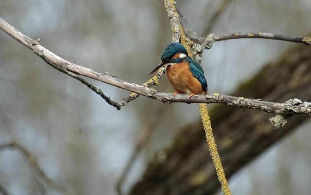 Foto: Daniela Somers