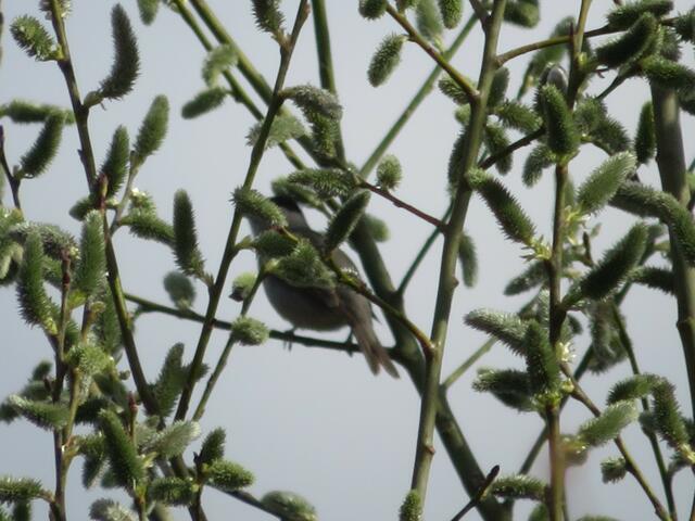 Sehr schwierig das singende Mönchsgrasmücken-Männchen fotografisch einzufangen, wenn das Geäst die Sicht versperrt und die Wandergruppe zum Weitergehen drängt. Unsere Reli hat aber das Beweisfoto, dass die Vogelstimmen App richtig liegt, dann doch geschafff. | Foto: Aurelia Kling