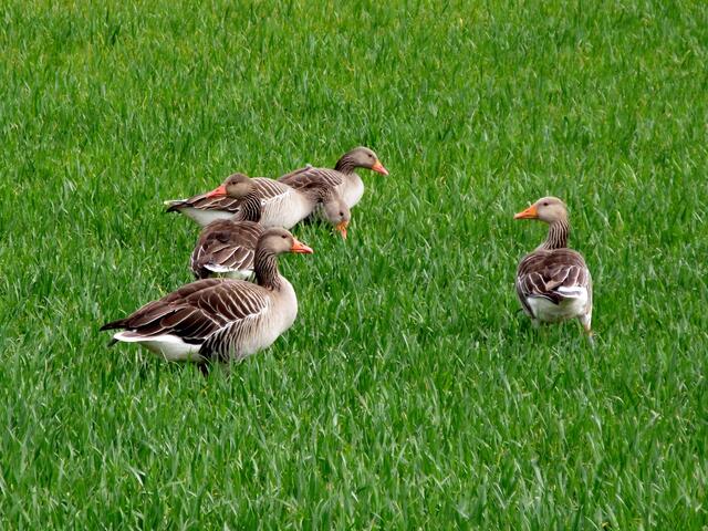 Doch, sie sind da, hatten sich aber still ins Feld geduckt und waren von Weitem nicht zu erkennen. Wildgänse.