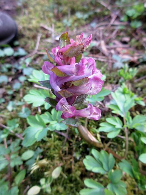 Gerade aufgeblüht, der Lerchensporn im Steinbruch