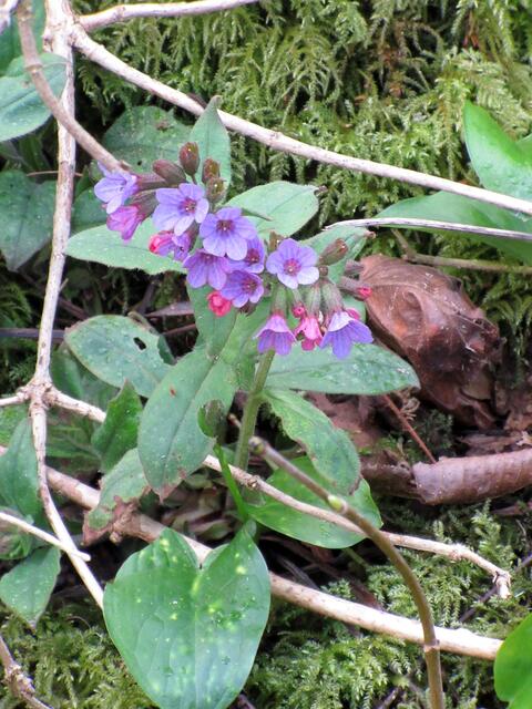Das gefleckte Lungenkraut.