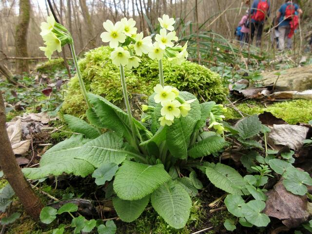 Die Hohe Schlüsselblume oder Waldschlüsselblume ist noch nicht die Echte.