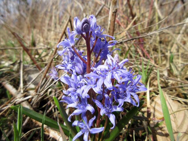 Ein besonders dichte Scilla? So üppig wie an diesem sonnigen Platz haben wir die Blausternchen noch nicht erlebt.