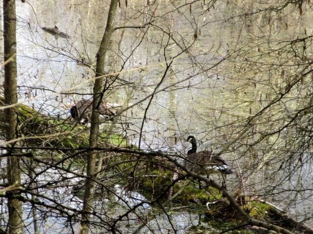Das Kanada-Gänse-Paar ist auch wieder da.