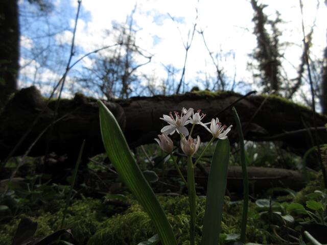 Die Scilla in der hellen Variante sind eine seltene Besonderheit der Natur und kommen auch hier nur zerstreut vor. 